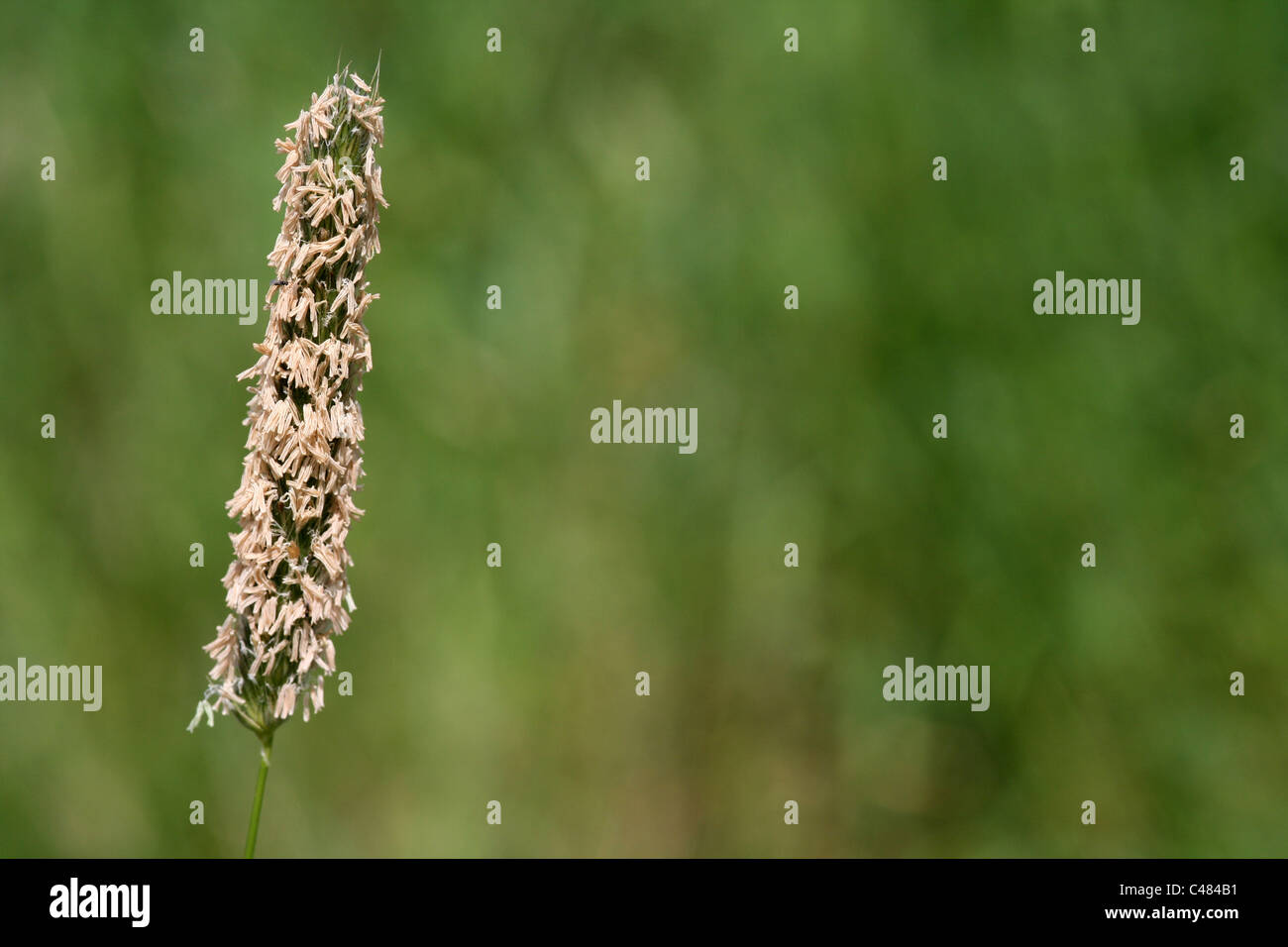 Meadow Foxtail Alopecurus pratensis Inflorescence , Lancashire, UK Stock Photo