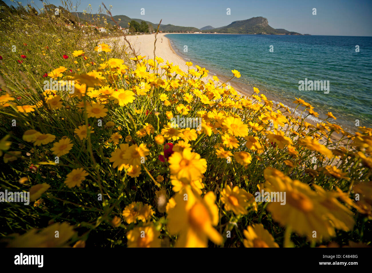 yellow wild flowers at the beach of Toroni, Sithonia, Greece Stock