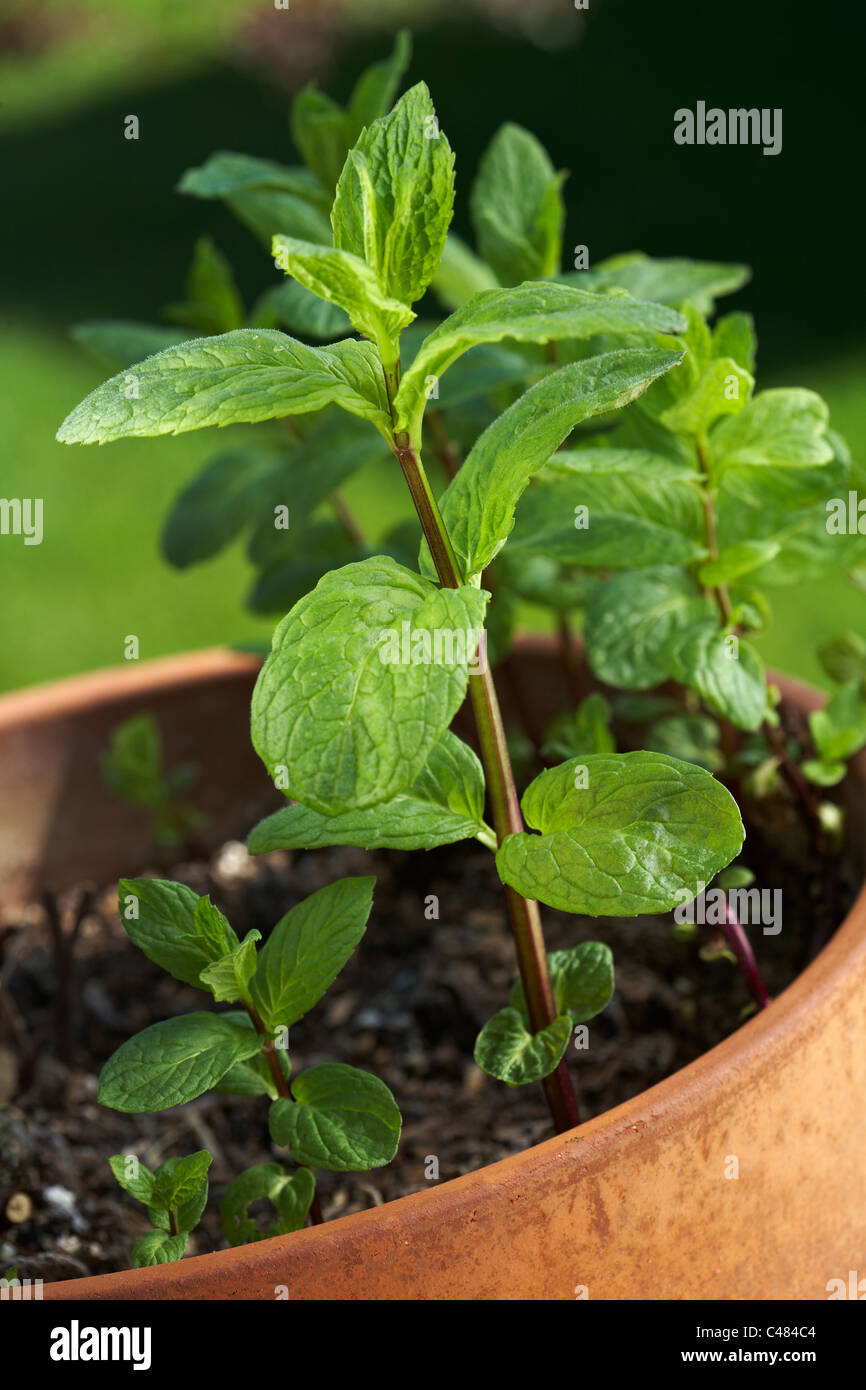 Mint plant growing in pot Stock Photo Alamy