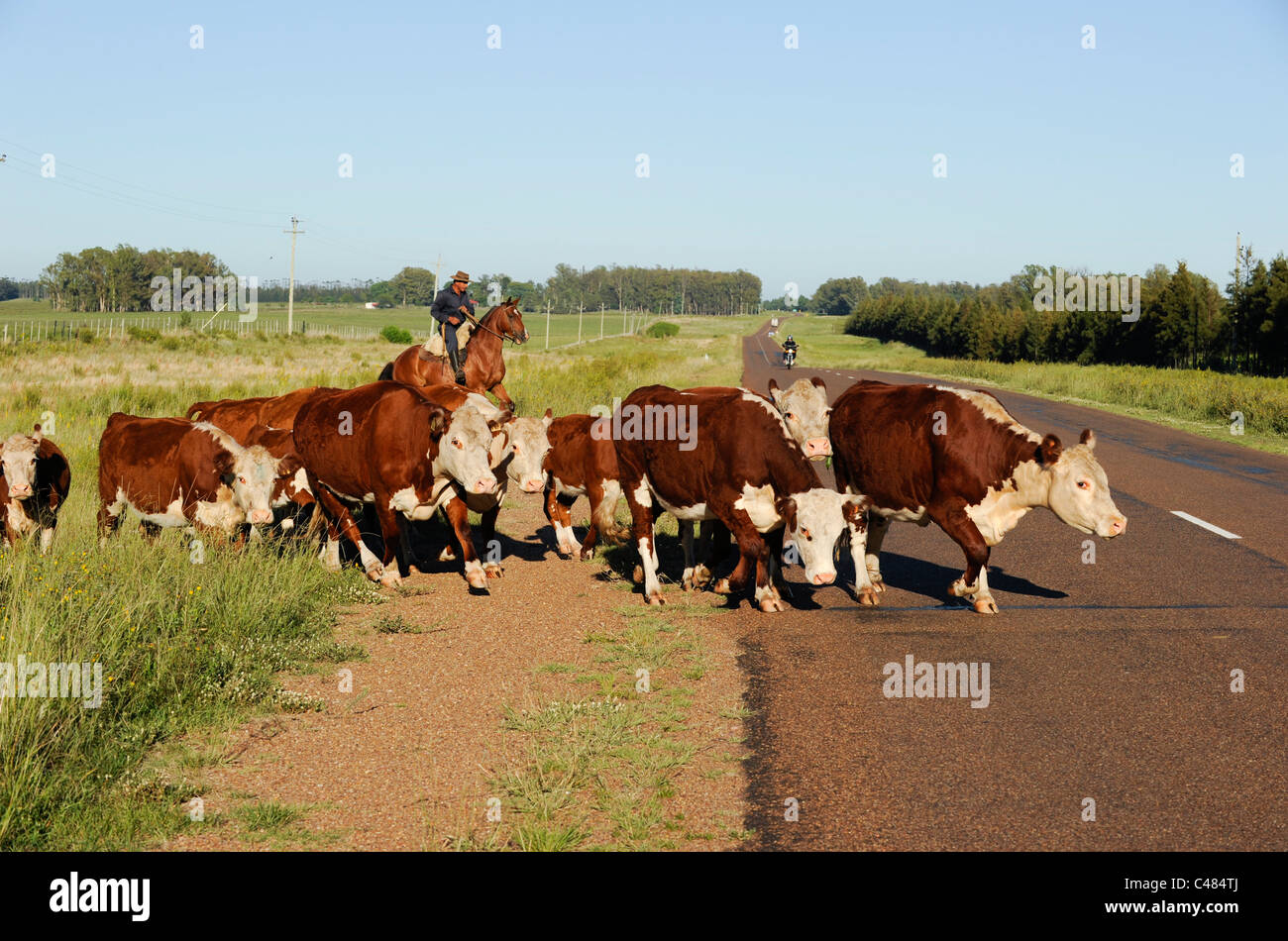 URUGUAY agriculture and livestock , Gauchos with horse and cow cattle