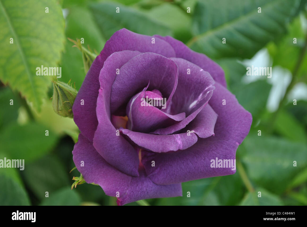 Purple rose hi-res stock photography and images - Alamy