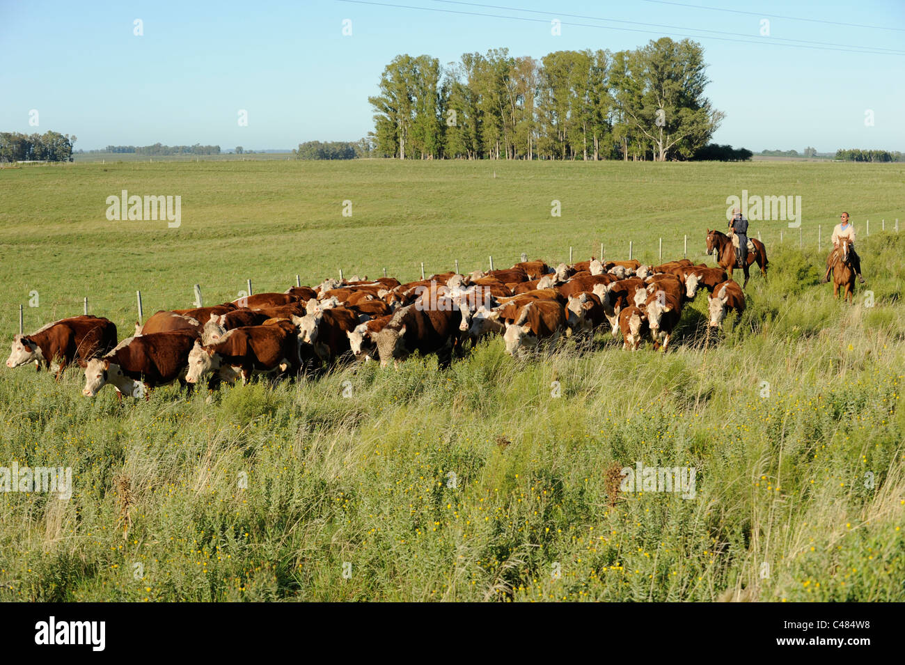URUGUAY agriculture and livestock , Gauchos with horse and cow cattle