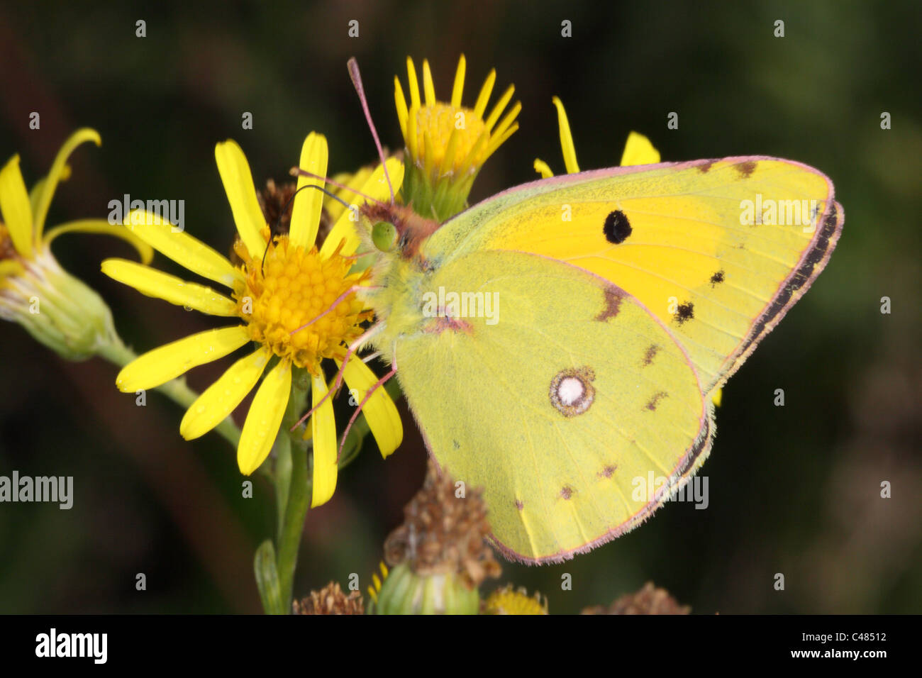 Clouded yellow Stock Photo