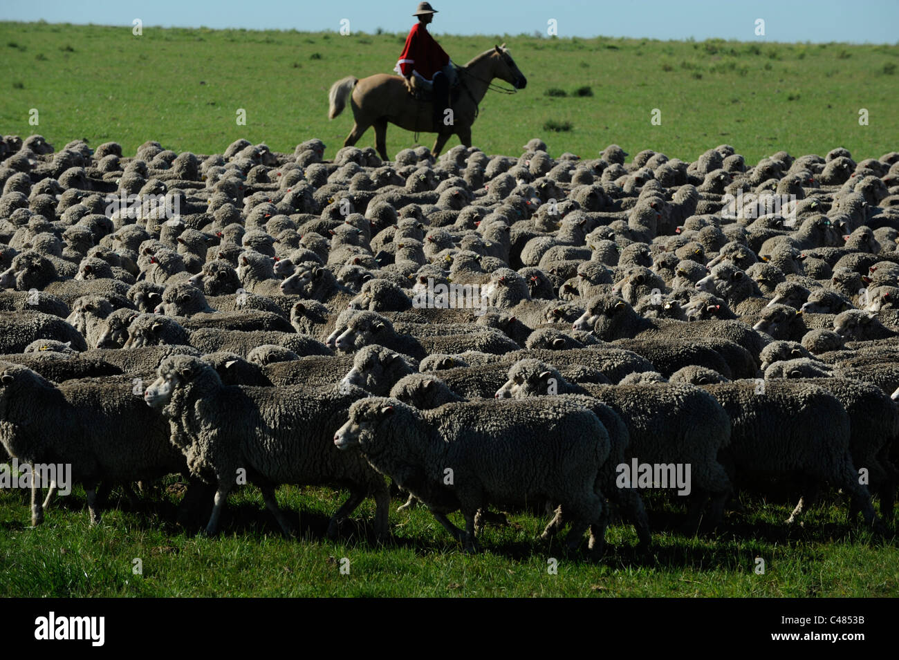 URUGUAY agriculture and livestock , Gauchos with horse and Merino