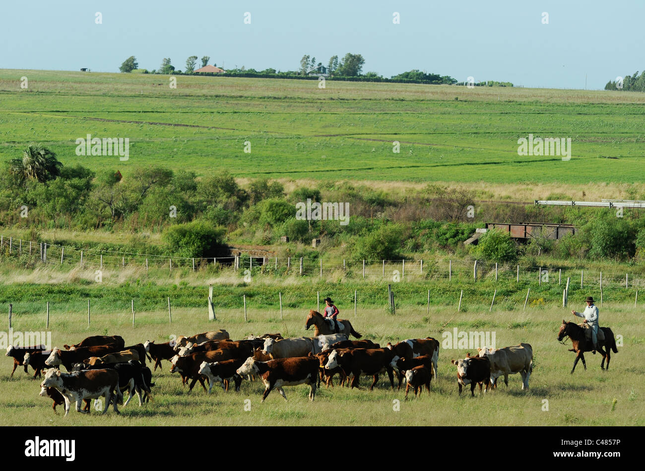 URUGUAY agriculture and livestock , Gauchos with horse and cow cattle