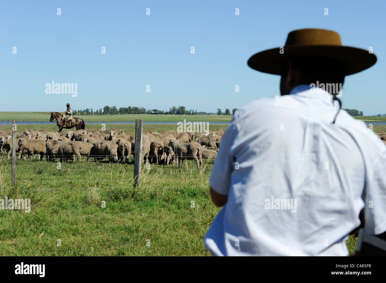 URUGUAY agriculture and livestock , Gauchos with horse and Merino