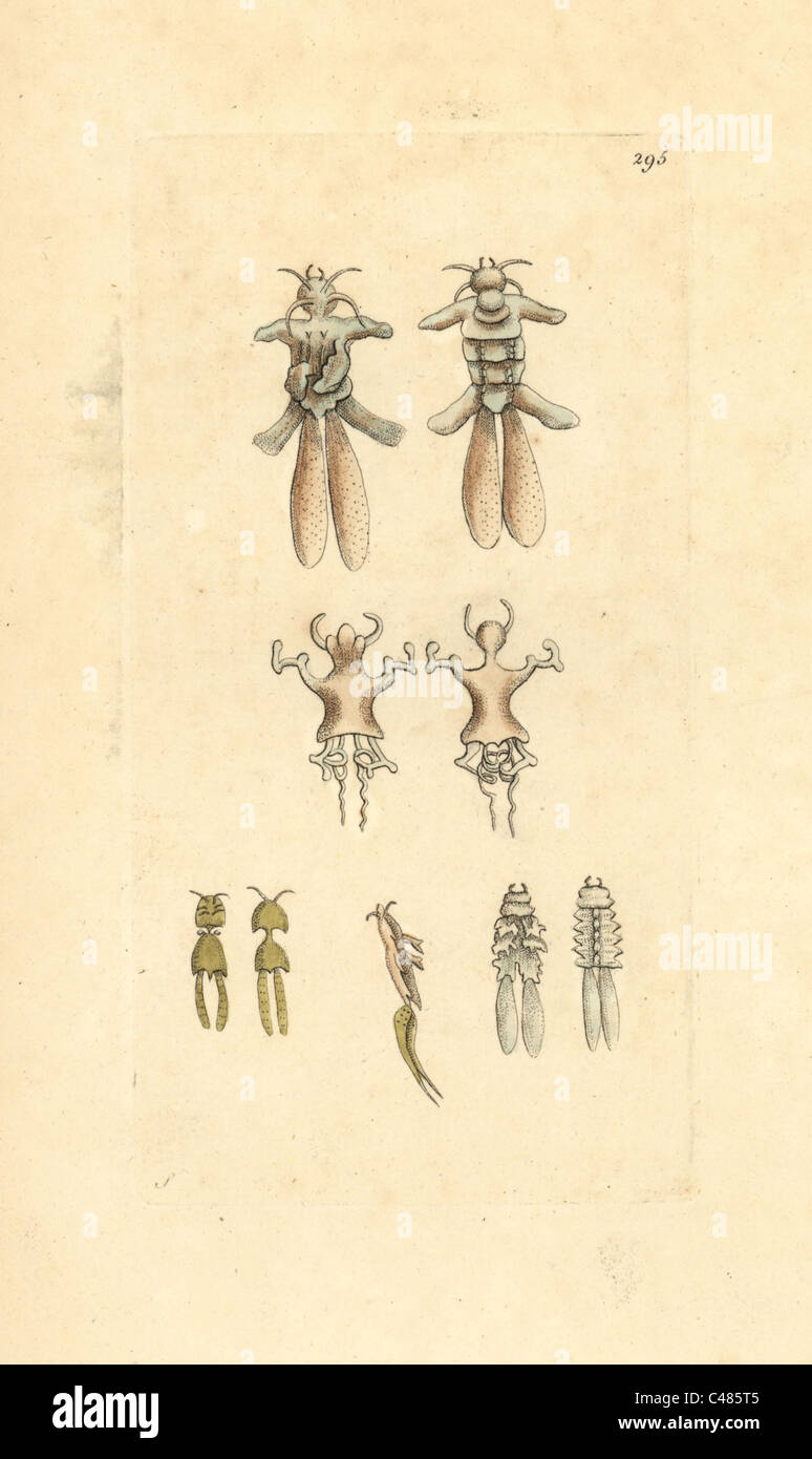 Anchor worms, Lernaeae, copepod crustacean fish parasite Stock Photo