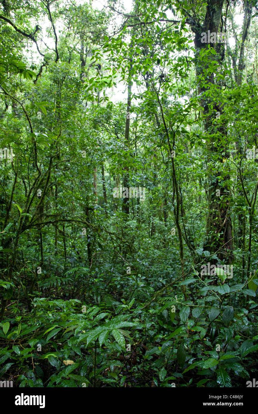 Santa Elena Cloud Forest Preserve, Costa Rica Stock Photo