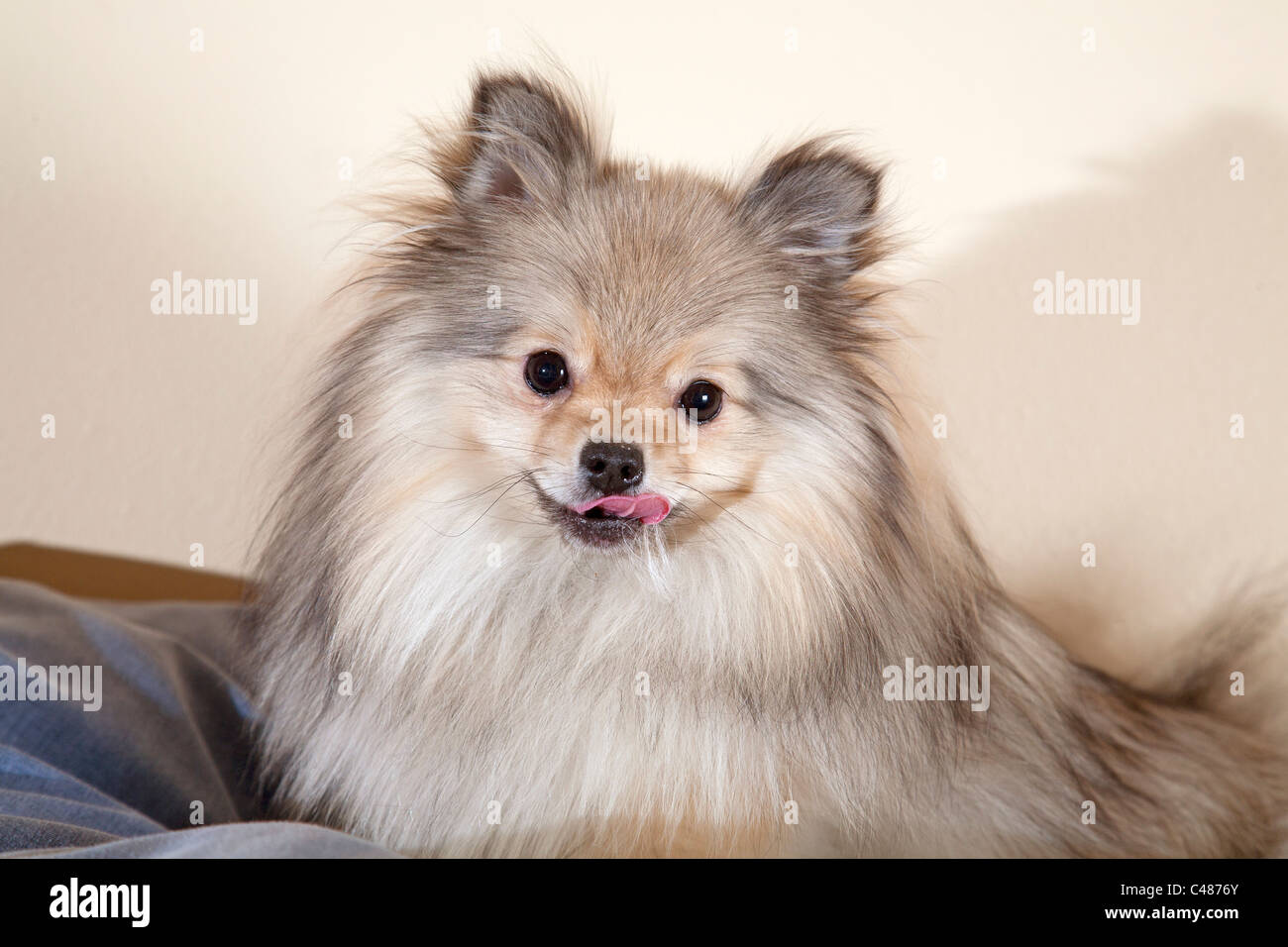 A regal, long haired, mixed breed dog Stock Photo - Alamy
