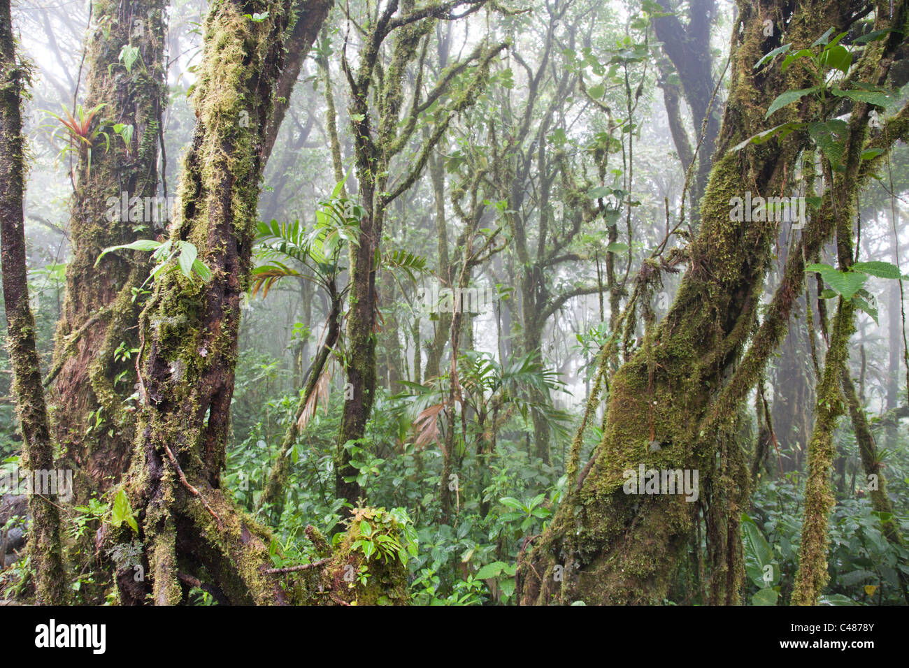Monteverde Cloud Forest Preserve, Costa Rica Stock Photo