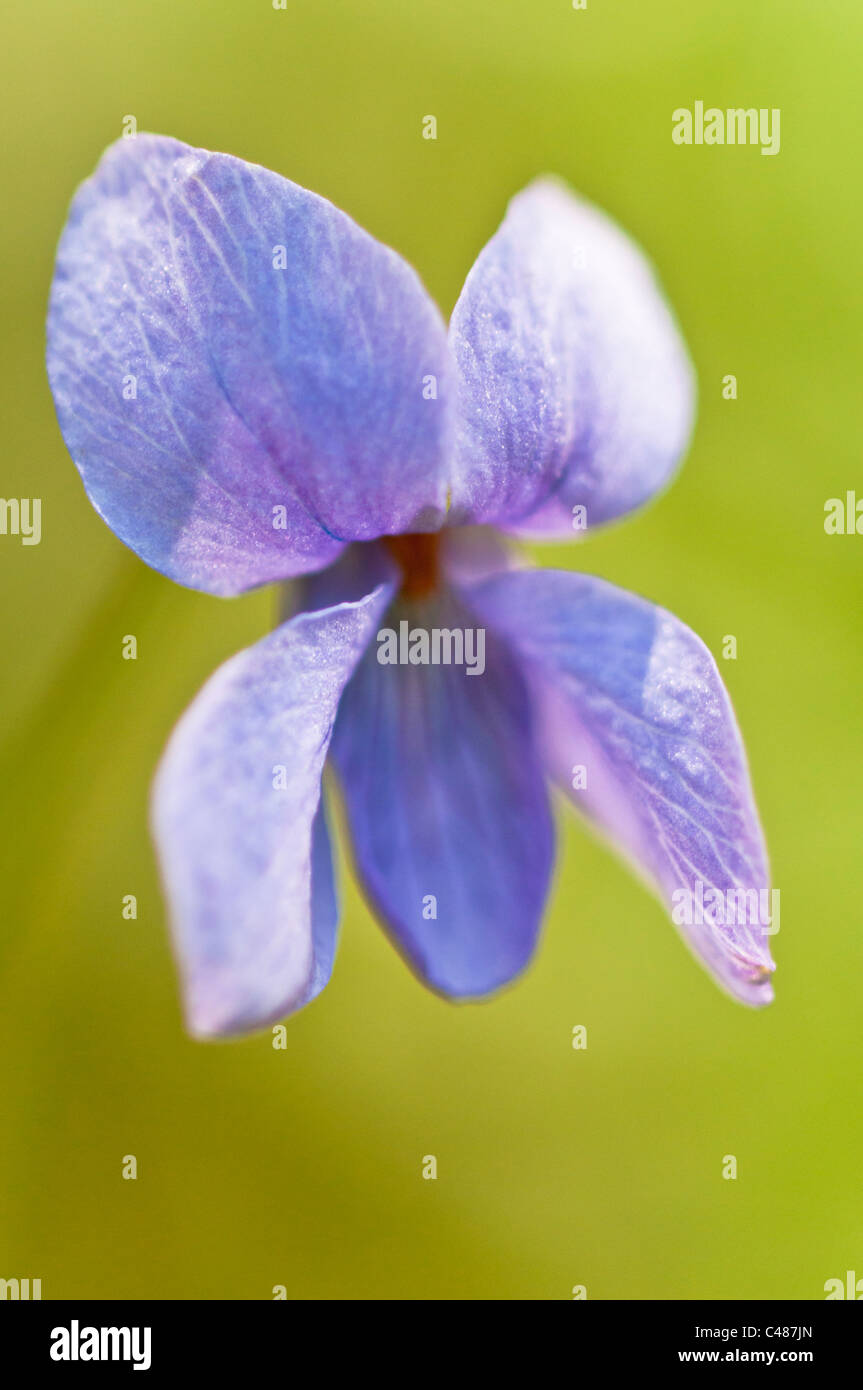 Grossporniges Veilchen, Viola selkirkii, Great spurred violet, Selkirk´s violet, Rena, Hedmark, Norwegen Stock Photo