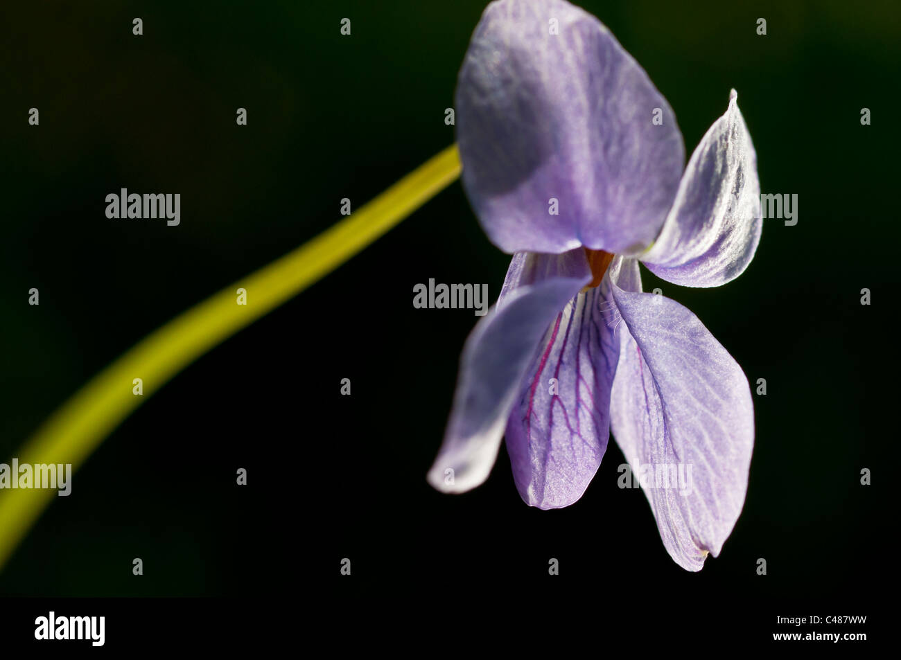 Grossporniges Veilchen, Viola selkirkii, Great spurred violet, Selkirk´s violet, Rena, Hedmark, Norwegen Stock Photo