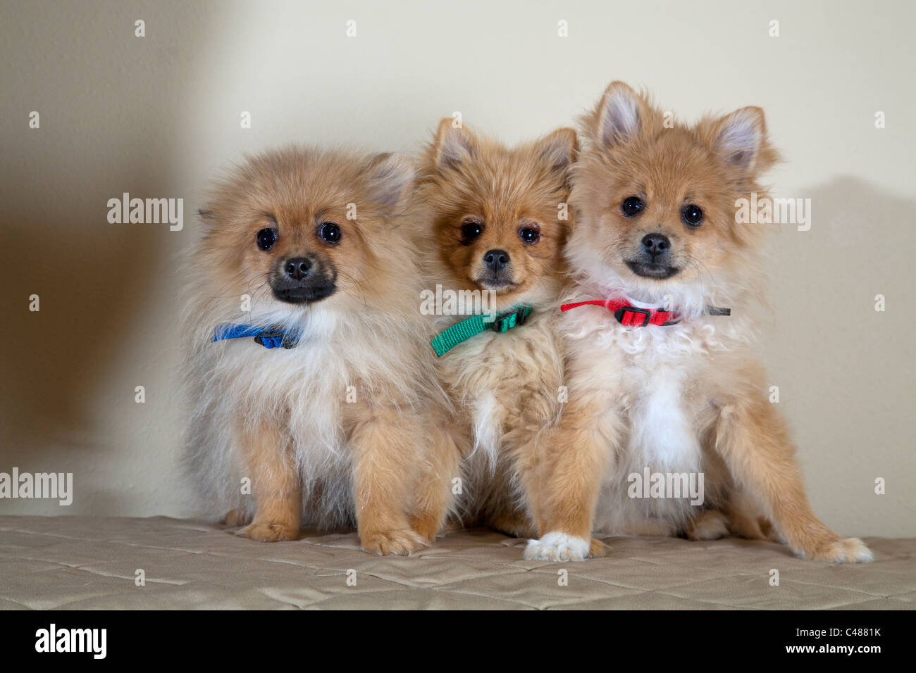 A trio of mixed breed puppies Stock Photo