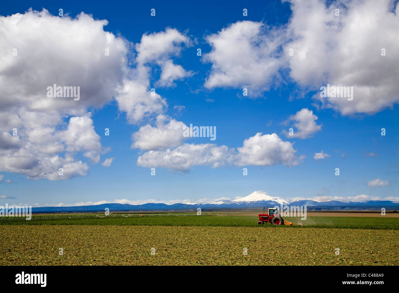A farm growing garlic and other crops near Madras, Oregon, with Mount
