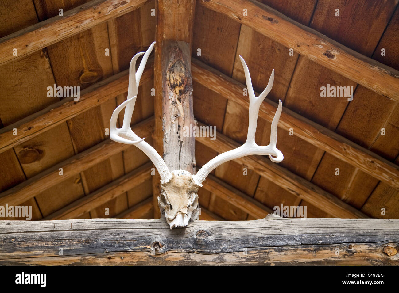 Deer antlers on the rafters of a long cabin Stock Photo