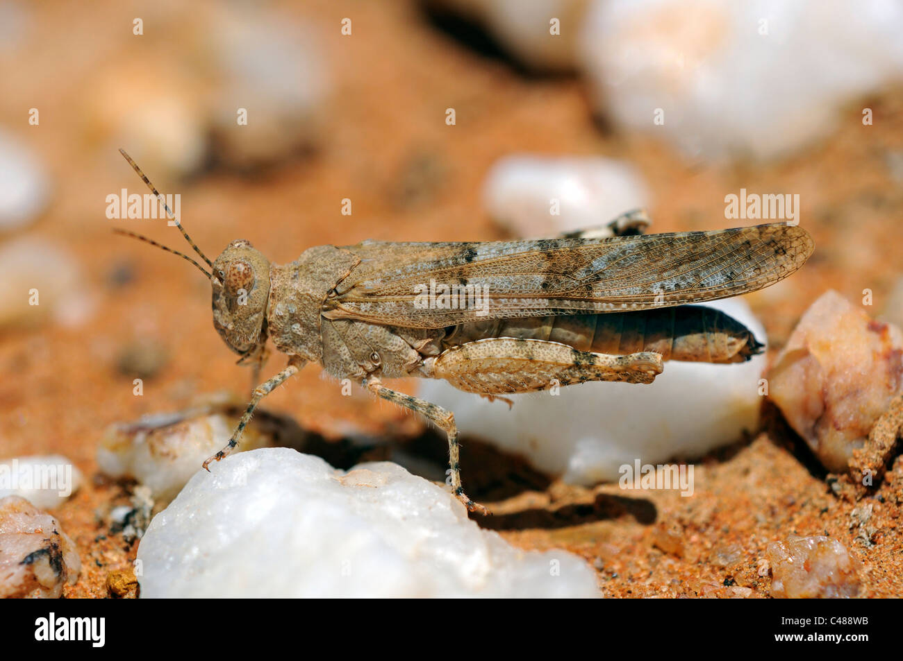 Burrowing grasshopper, Knersvlakte, Vanrhynsdorp, South Africa Stock Photo