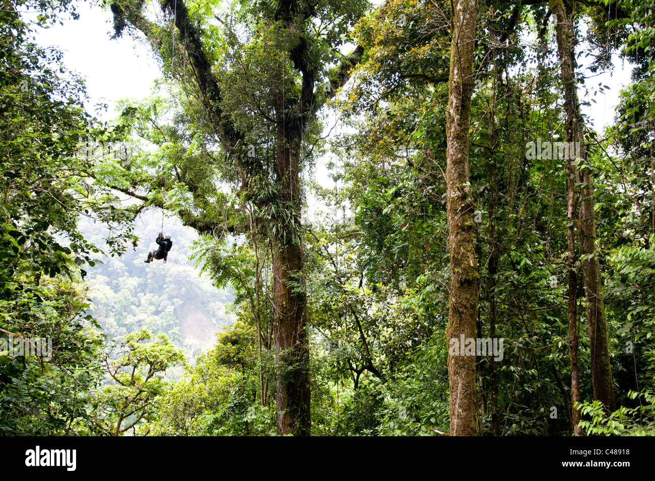 Tarzan Swing, Extremo Monteverde Canopy Tour, Monteverde Costa Rica Stock Photo