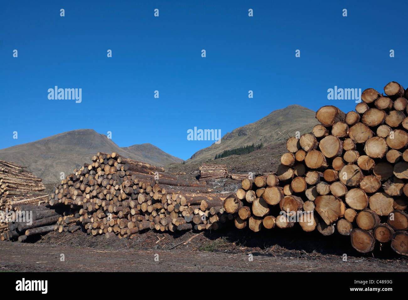 timber in scotland Stock Photo Alamy