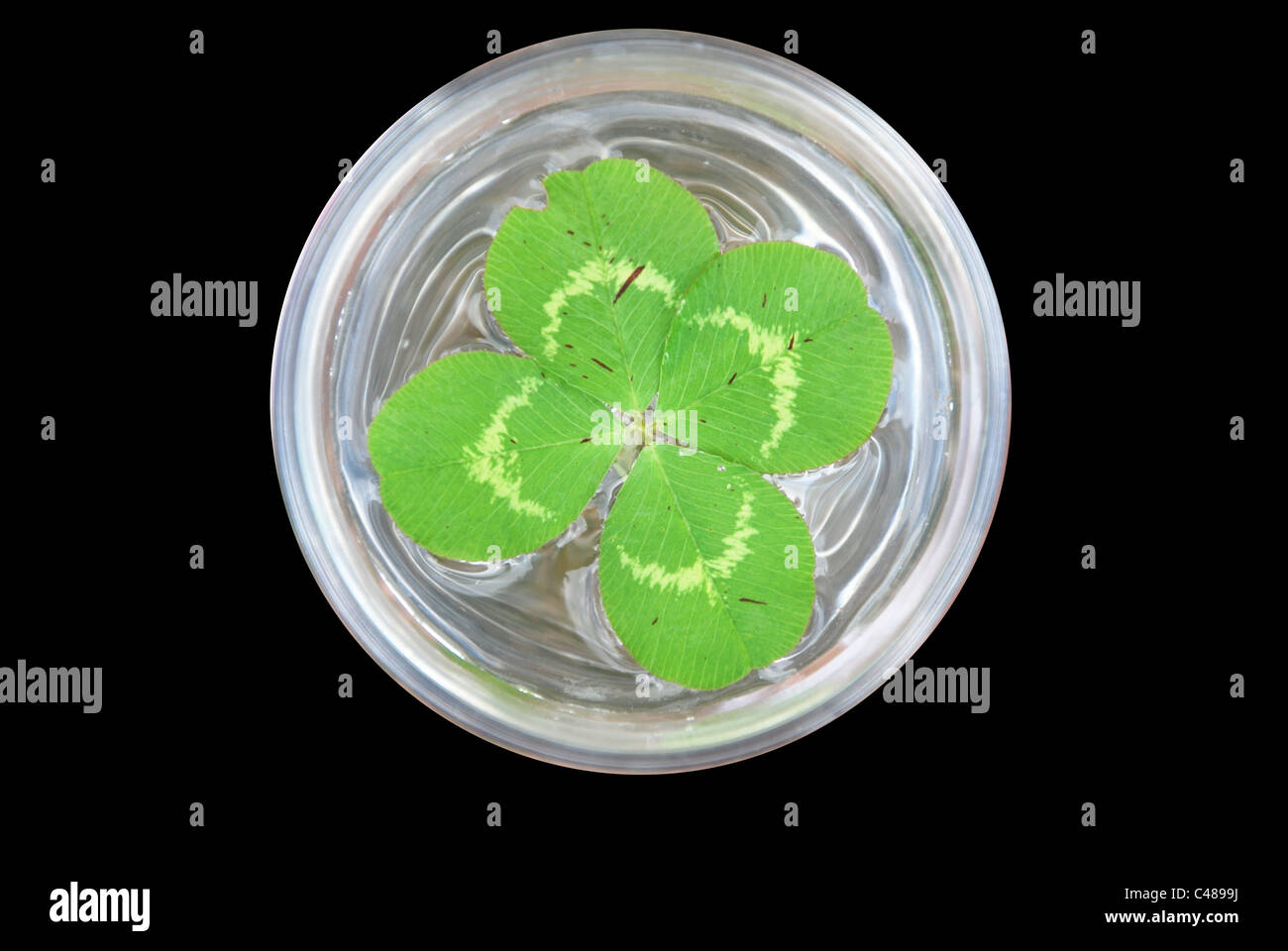 four leaves clover in a glas Stock Photo