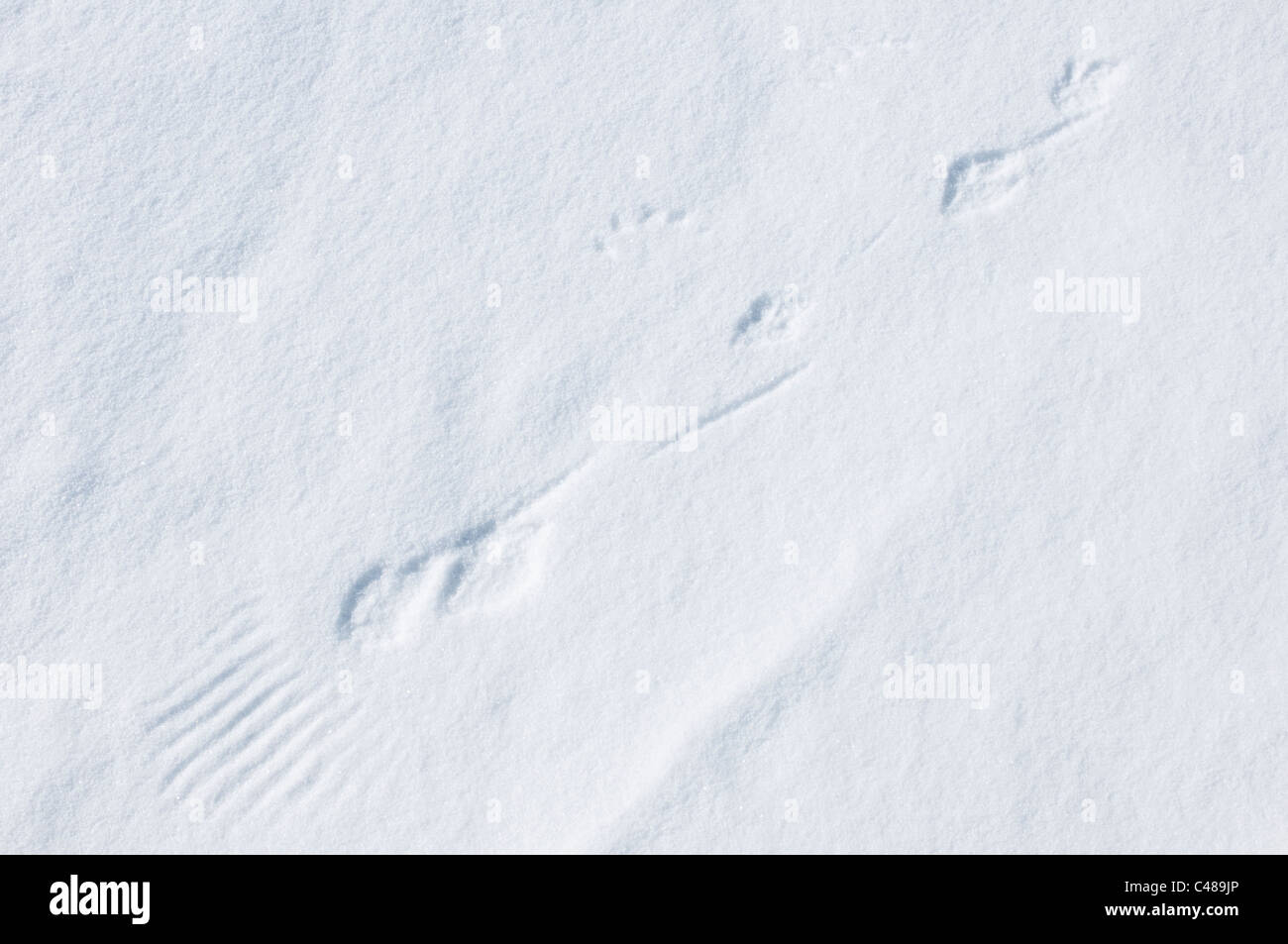 Track of a snow grouse, Lagopus mutus, Rock Ptarmigan, Ripa, Kebnekaisefjaell, Norrbotten, Lappland, Schweden Stock Photo