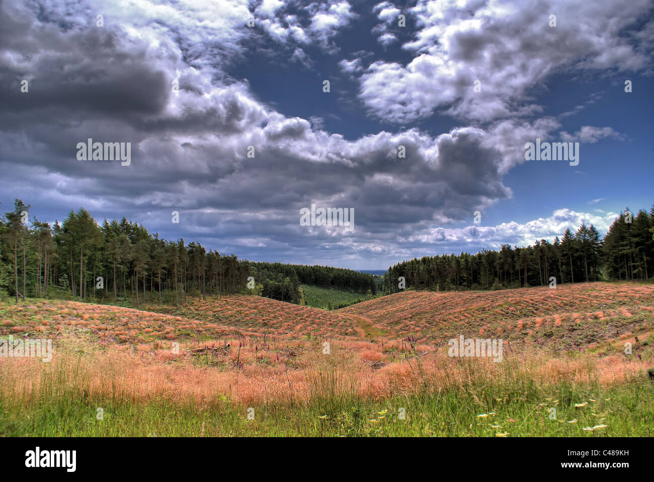 North Yorkshire Moors near Ampleforth Stock Photo - Alamy