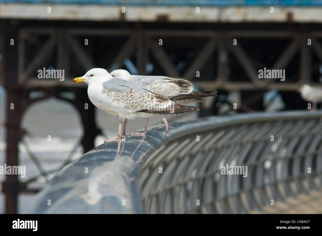 seagulls in Blackpool Stock Photo Alamy