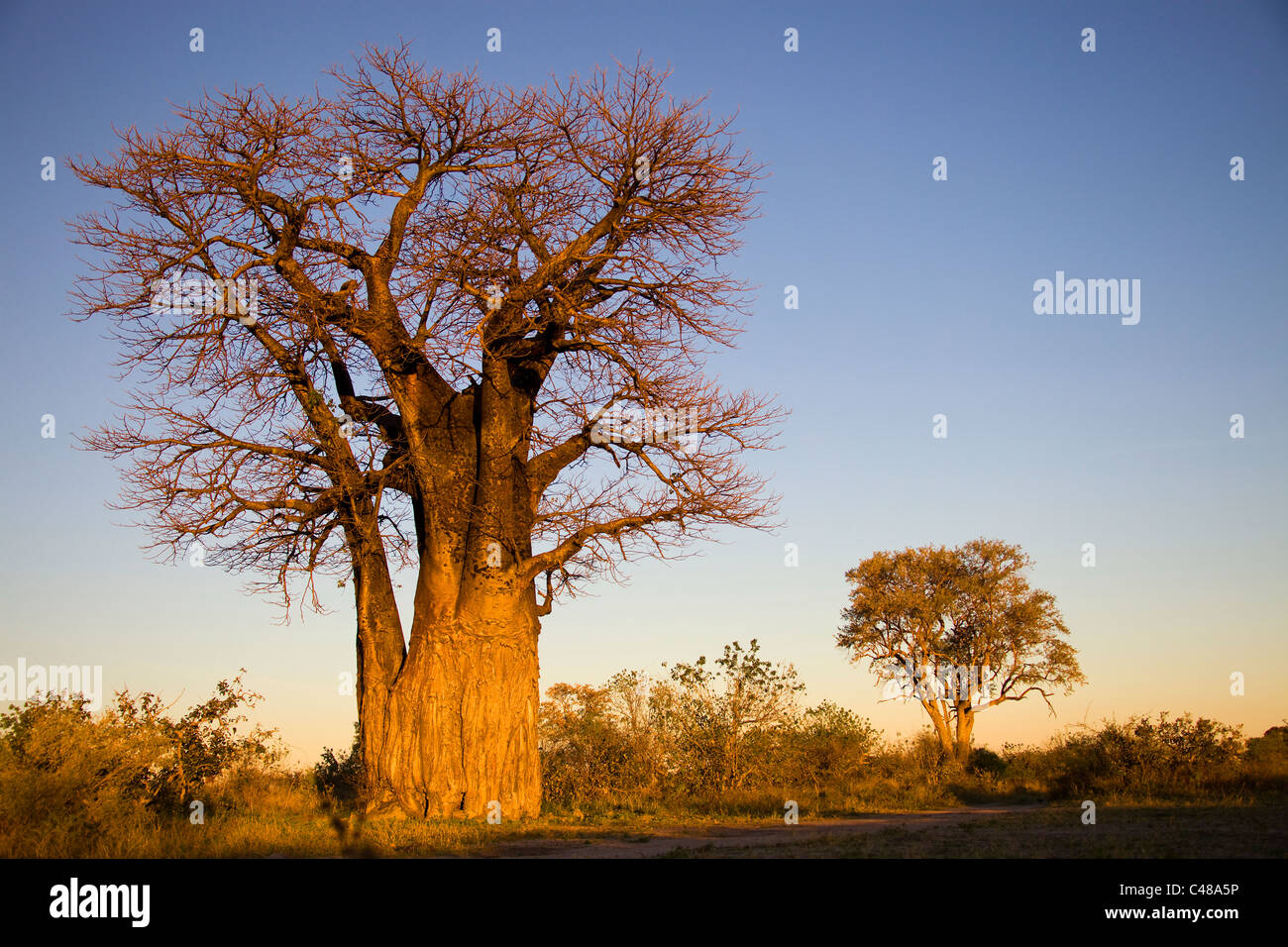 Afrikanischer Baobab, Afrikanischer Affenbrotbaum (Adansonia digitata), Botswana, Afrika Stock Photo