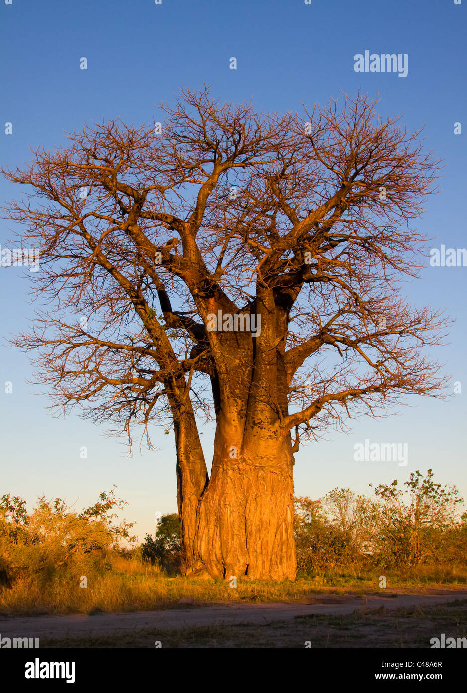 Afrikanischer Baobab, Afrikanischer Affenbrotbaum (Adansonia digitata), Botswana, Afrika Stock Photo