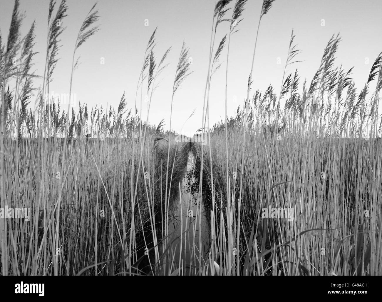 Drainage ditch reeds growing marsh Black and White Stock Photos & Images Alamy