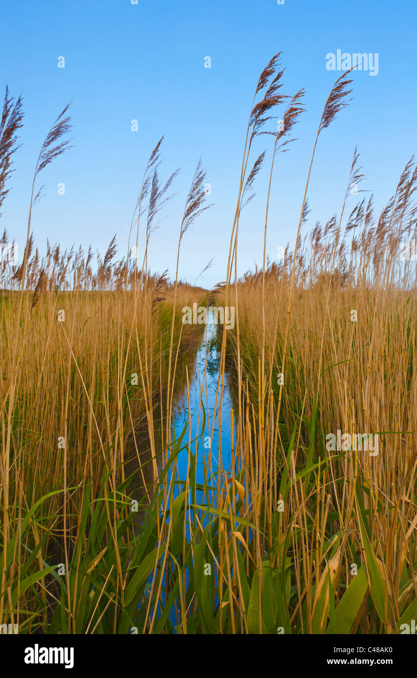 A drainage ditch with reeds growing at Norton Marsh near Burnham Overy ...