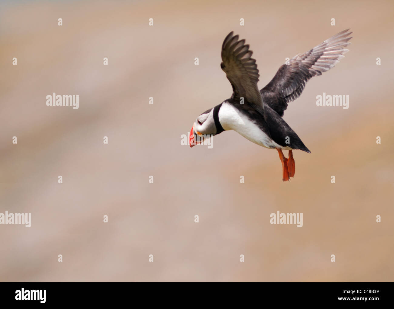 Atlantic Puffin in Flight on Skomer Island off the Pembrokeshire Coast in Wales Stock Photo