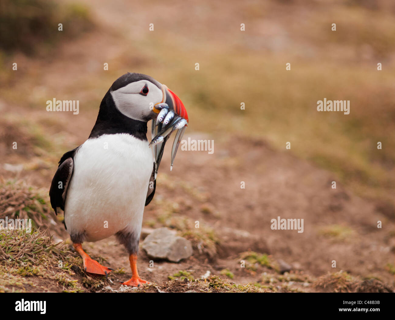 Atlantic Puffin with Sand Eels on Skomer Island, Pembrokeshire, Wales Stock Photo