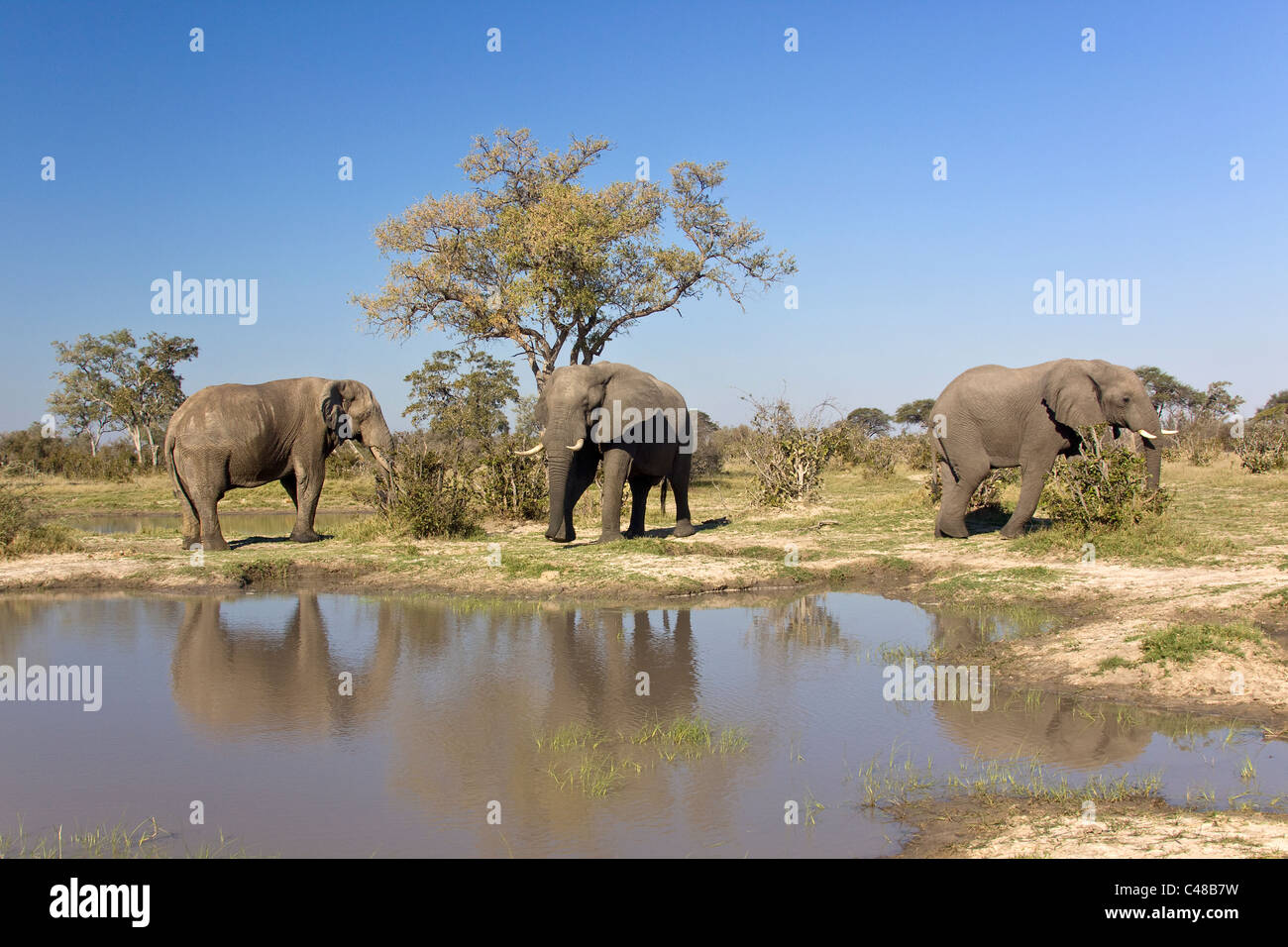 Afrikanische Elefanten (Loxodonta africana) am natürlichen Wasserloch, Savuti, Botswana, Afrika Stock Photo