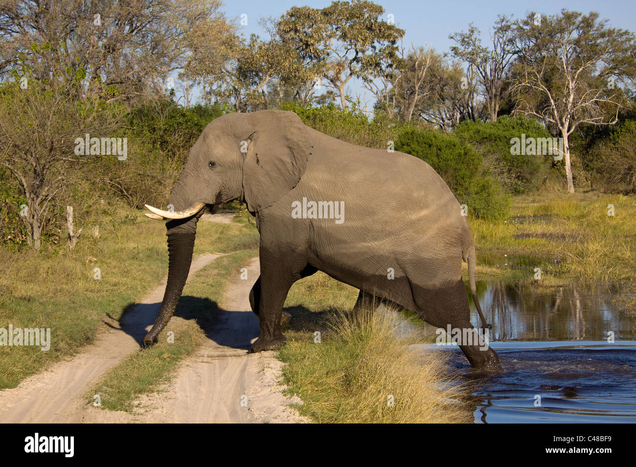 Afrikanischer Elefant (Loxodonta africana), Savuti, Chobe Nationalpark, Botswana, Afrika Stock Photo