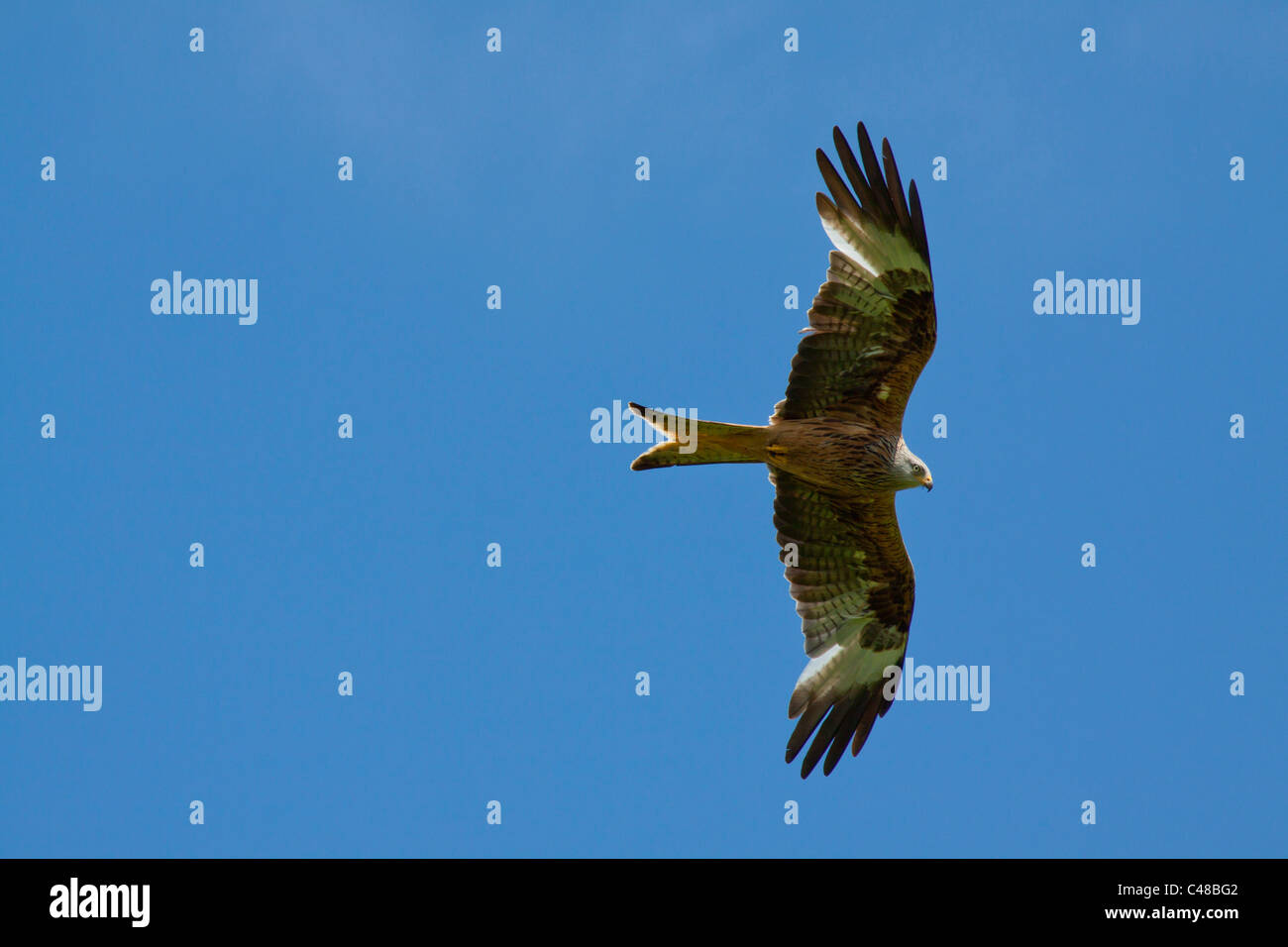 Red kite flying at the feeding centre near Llanddeusant Carmarthenshire