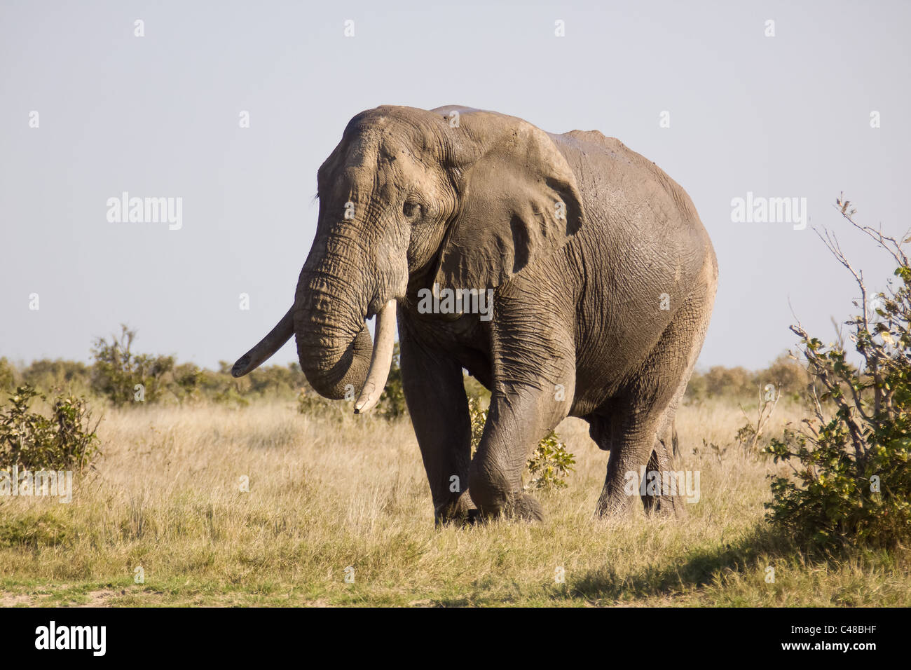 Afrikanischer Elefant (Loxodonta africana), im Wasser, Moremi Wildreservat, Botswana, Afrika Stock Photo