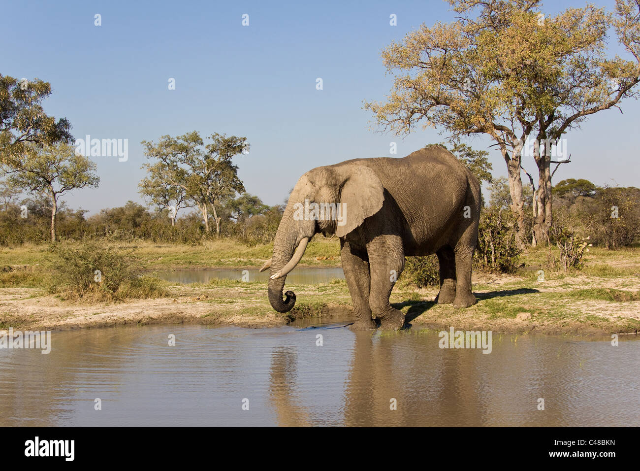 Afrikanischer Elefant (Loxodonta africana) am natürlichen Wasserloch, Savuti, Botswana, Afrika Stock Photo