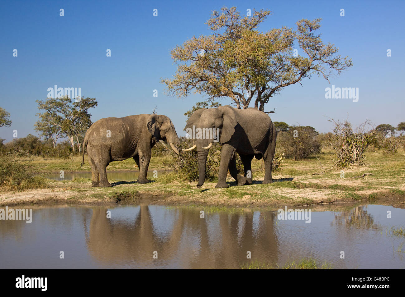 Afrikanischer Elefant (Loxodonta africana) am natürlichen Wasserloch, Savuti, Botswana, Afrika Stock Photo
