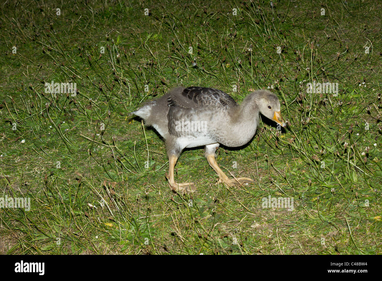 with the approach of evening this young greylag was stuffing his face before heading of to roost Stock Photo