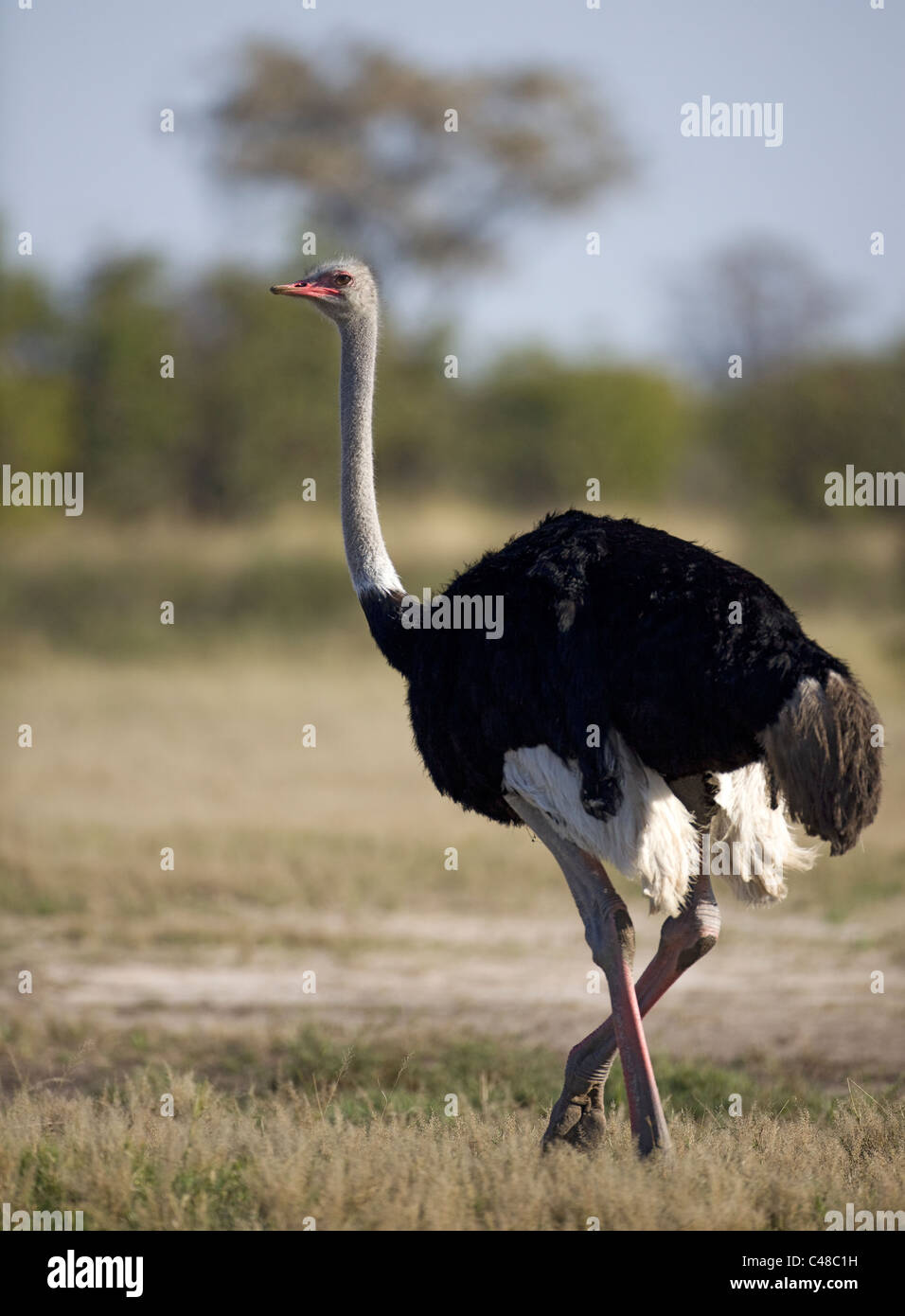 Afrikanischer Strauß (Struthio camelus), Savuti, Chobe Nationalpark, Botswana, Afrika Stock Photo