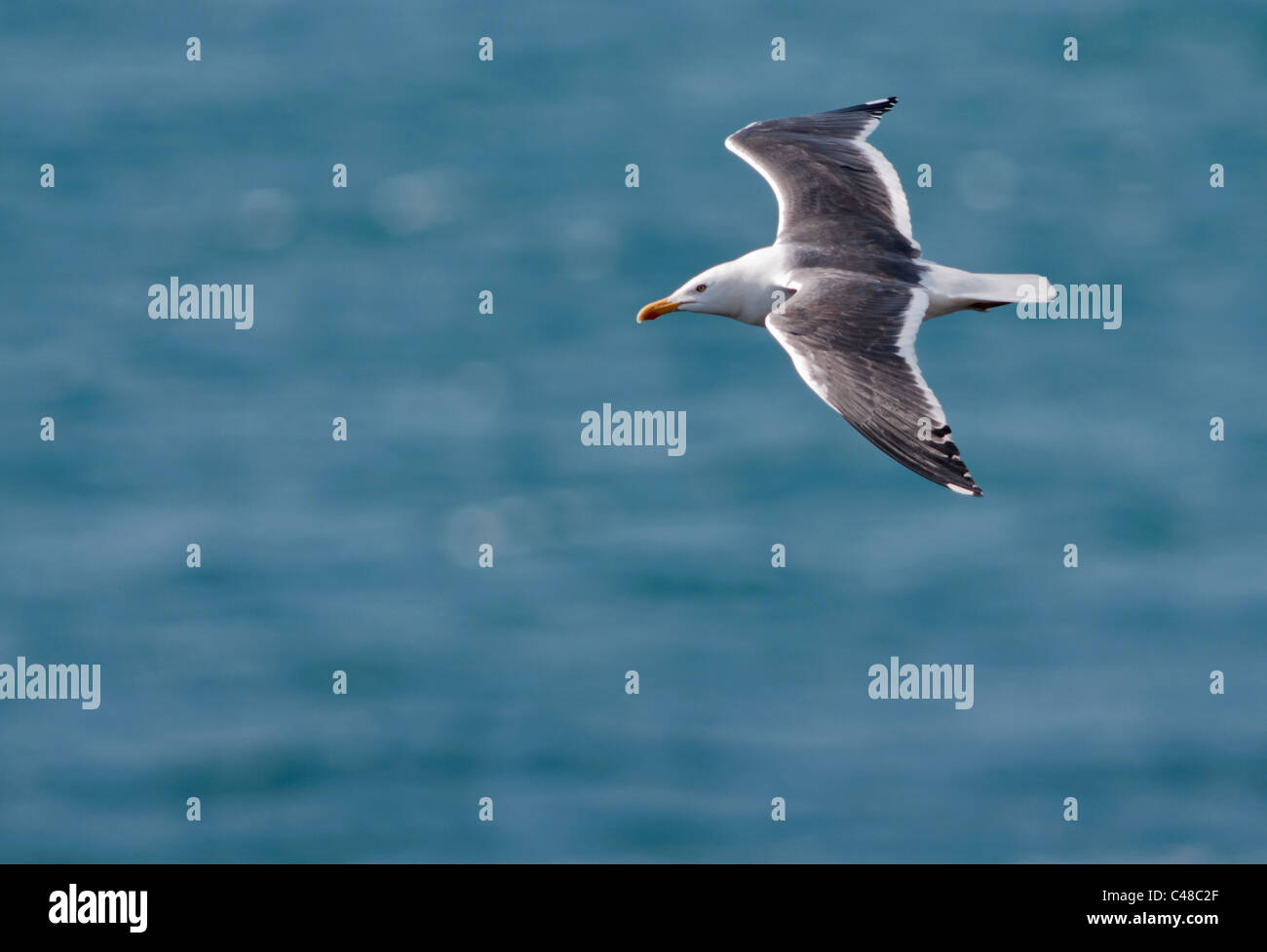 Lesser Black backed Gull (Larus fuscus) gliding over Atlantic, Pembrokeshire, Wales Stock Photo