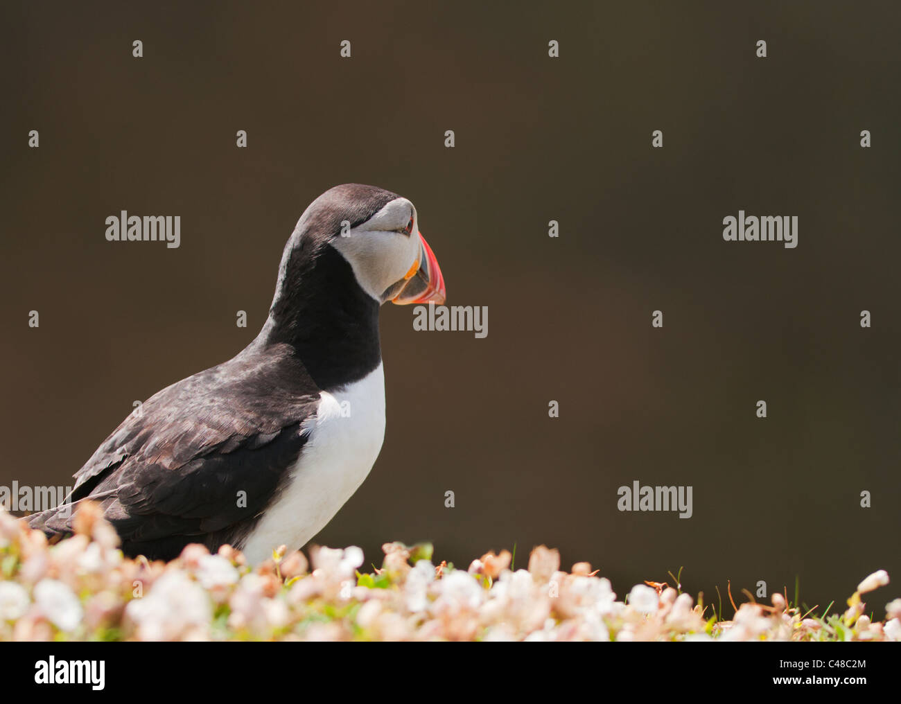 Perched Atlantic Puffin (Fratercula arctica) on Skomer Island off the Pembrokeshire Coast in Wales Stock Photo