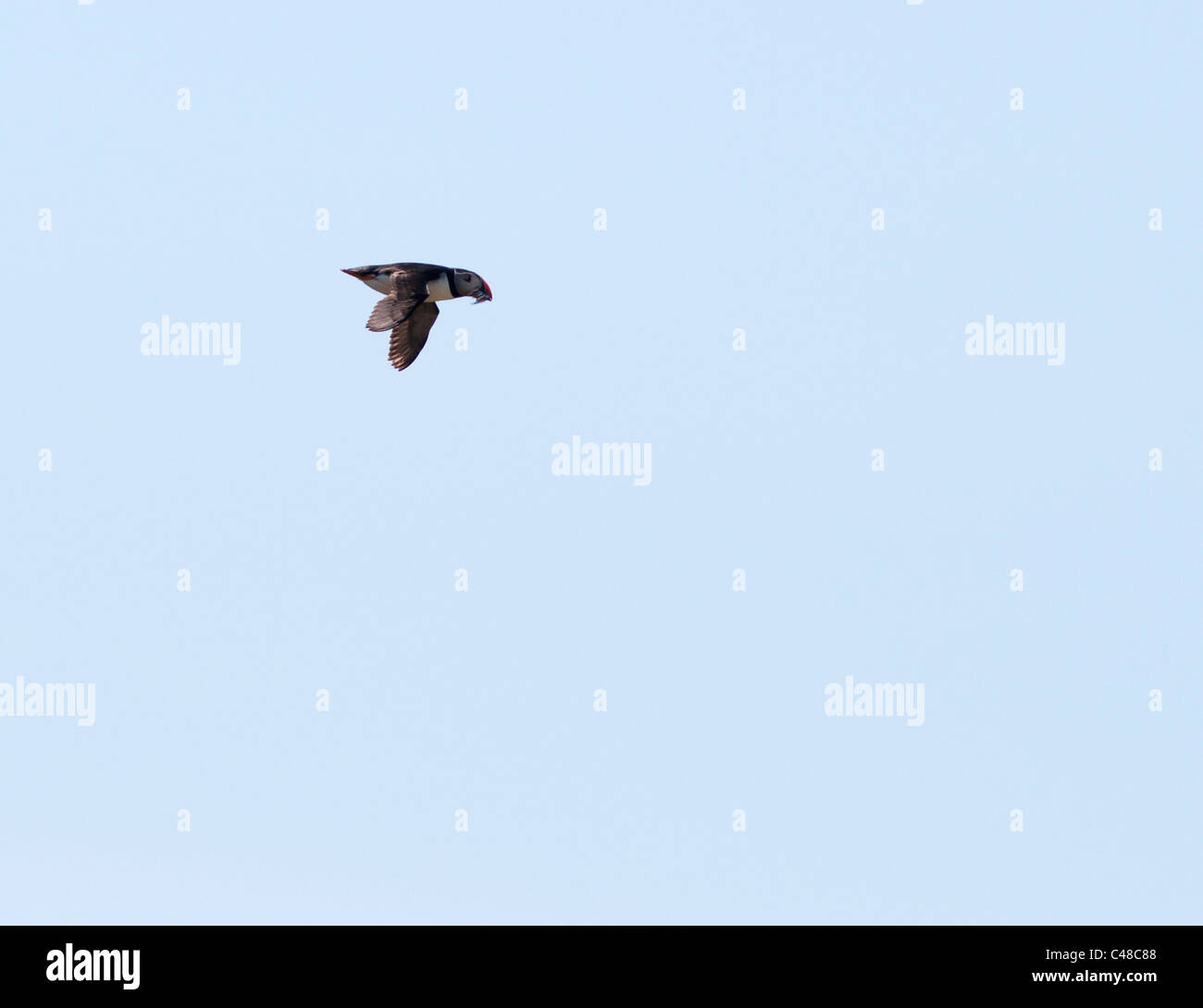 Atlantic Puffin (Fratercula arctica) in flight with Sand Eels over Skomer Island, Pembrokeshire, Wales Stock Photo