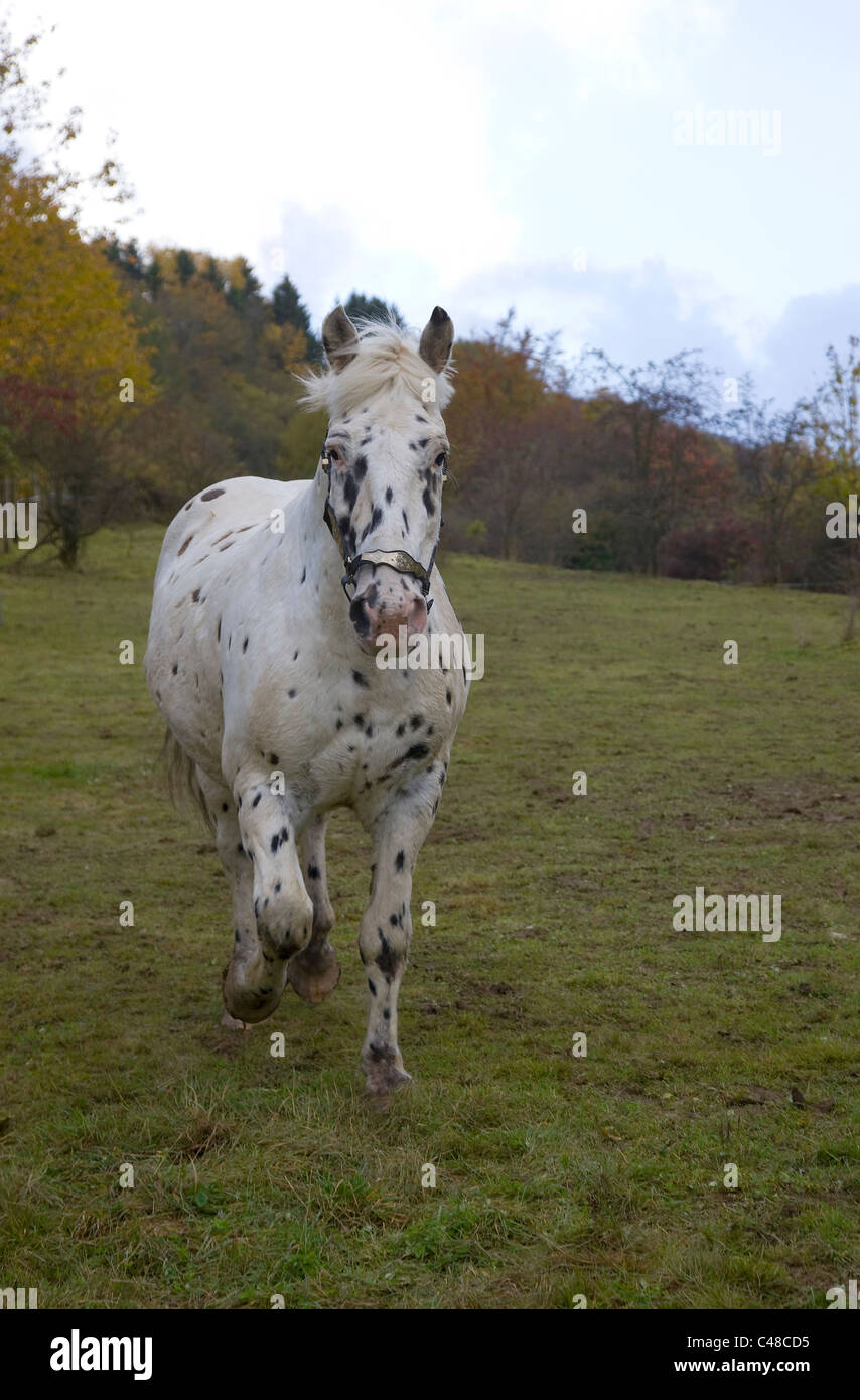 Appaloosa Horse Wallach mit Tigerschecke, Vulkaneifel, Rheinland-Pfalz, Deutschland Stock Photo