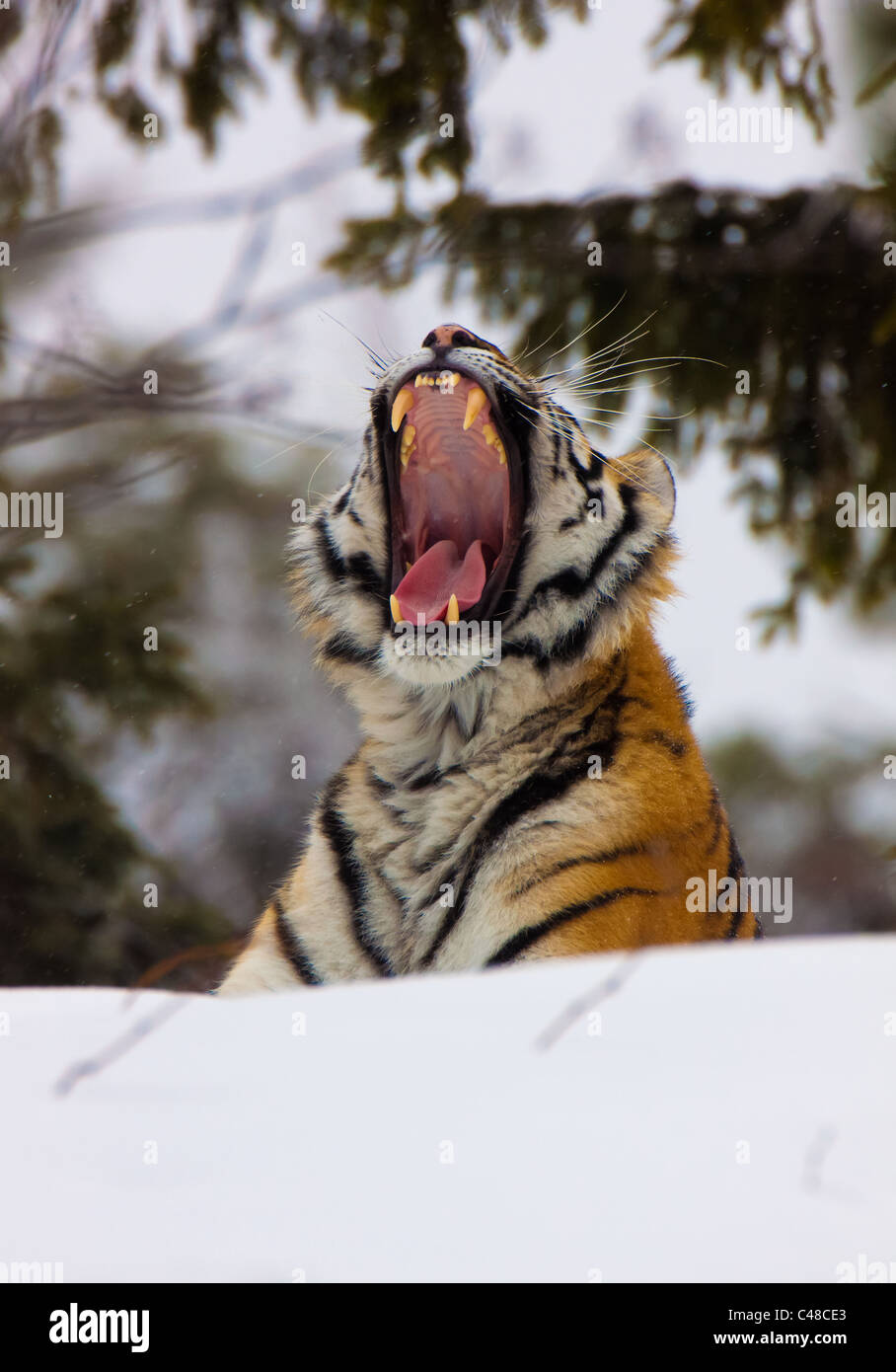 Sibirischer Tiger, Amurtiger (Panthera tigris altaica) Stock Photo