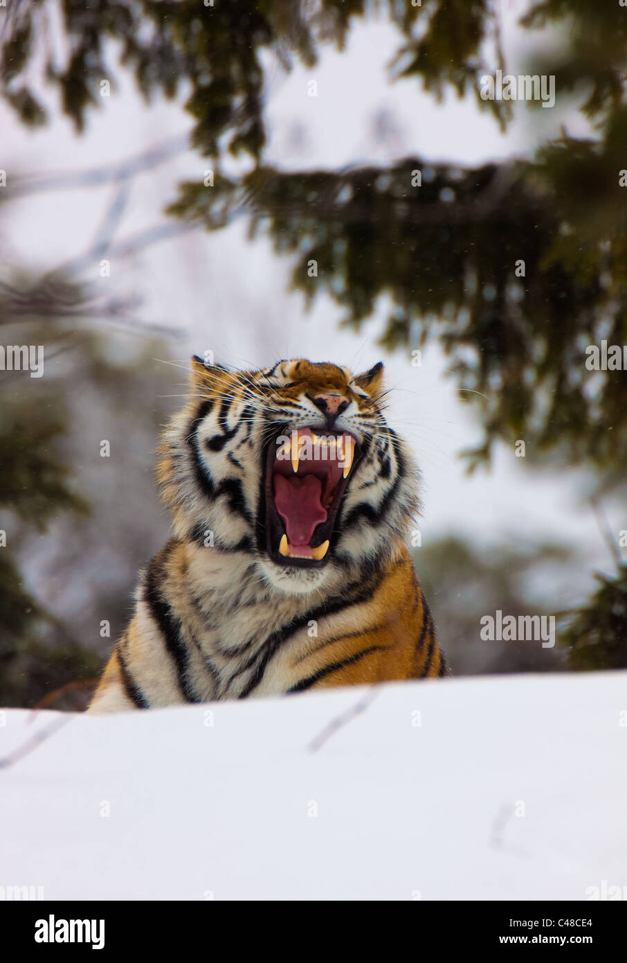 Sibirischer Tiger, Amurtiger (Panthera tigris altaica) Stock Photo