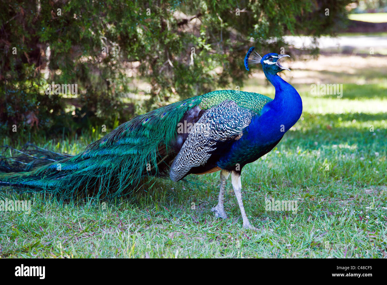 Colorful peacock in the gardens at Magnolia Plantation & Gardens, near Charleston, South Carolina, USA Stock Photo