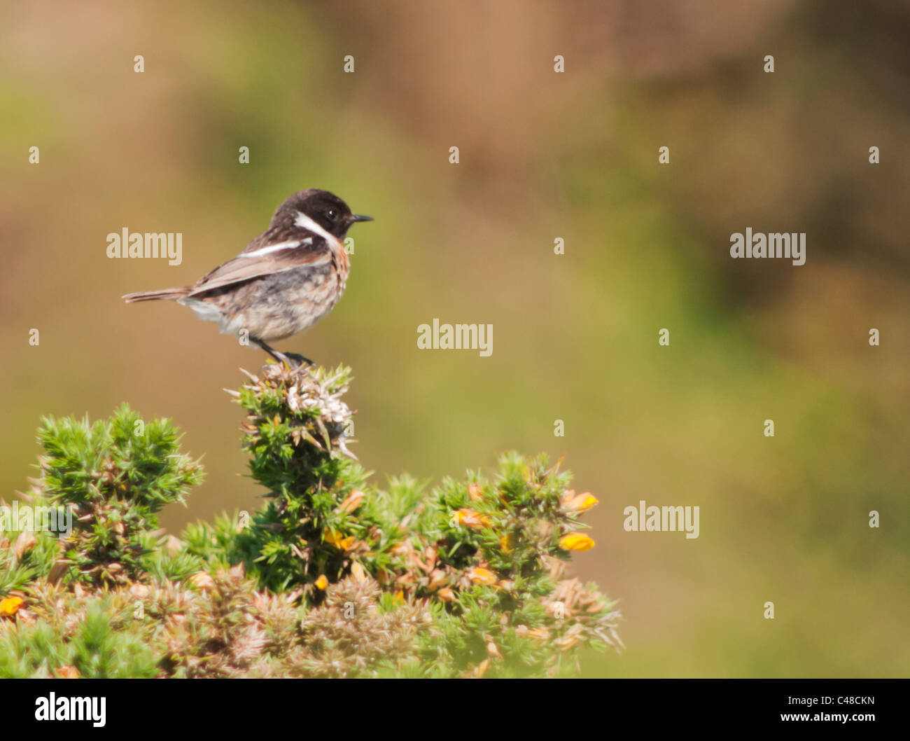 Perched Male Stonechat (Saxicola torquata) on top of Gorse Bush, Pembrokeshire, Wales Stock Photo