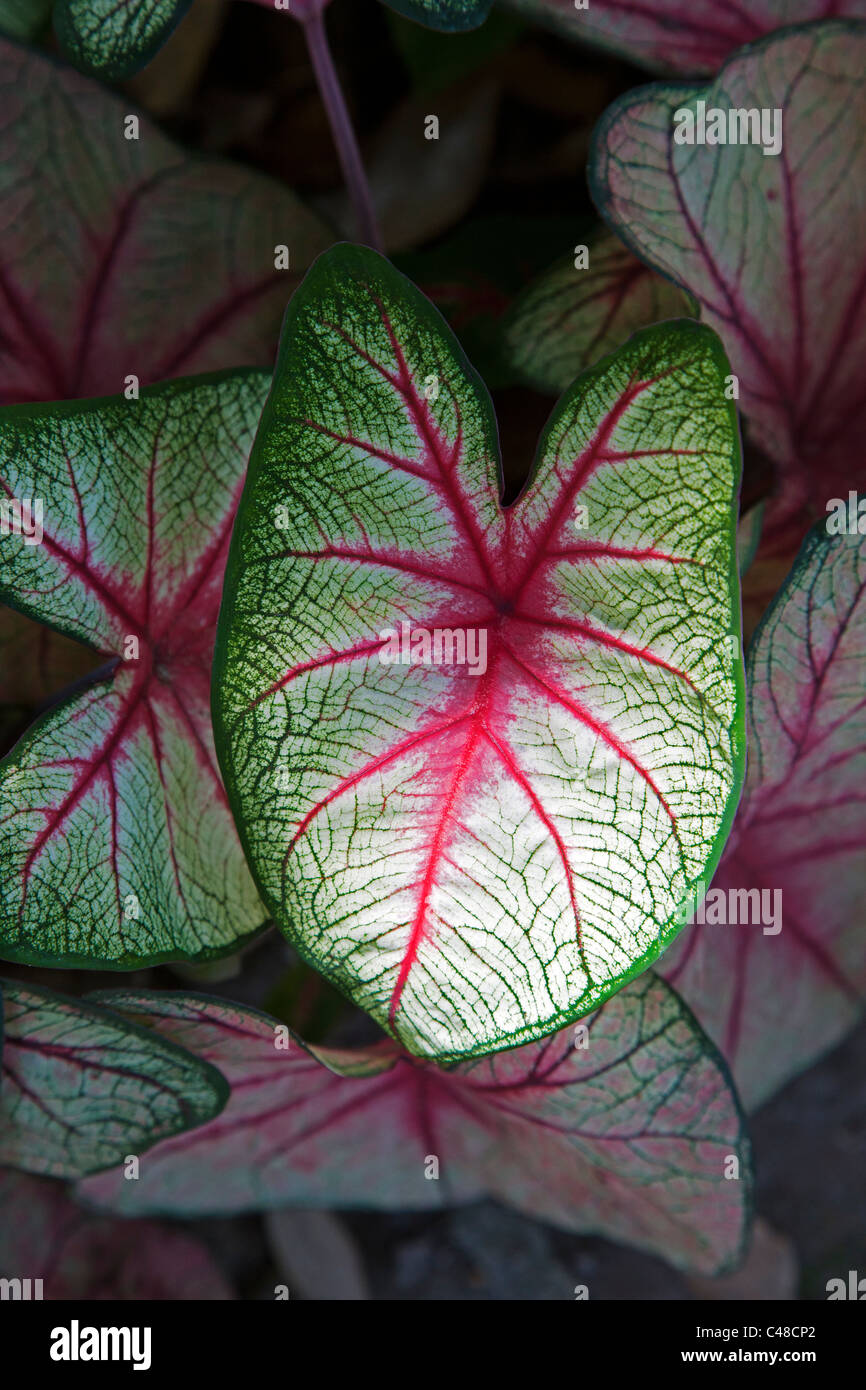 Caladium, flowering plant in the family Araceae. Known by the common name elephant ear, Heart of Jesus, and Angel Wings Stock Photo