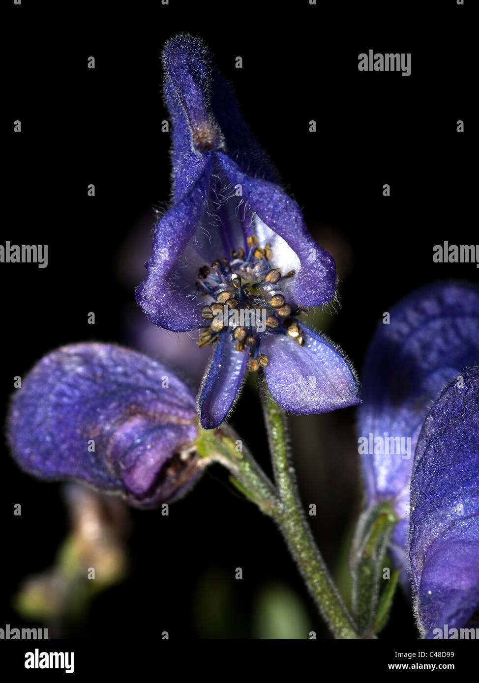 Aconitum napellus, monkshood, vertical portrait of flower with nice out of focus background. Stock Photo